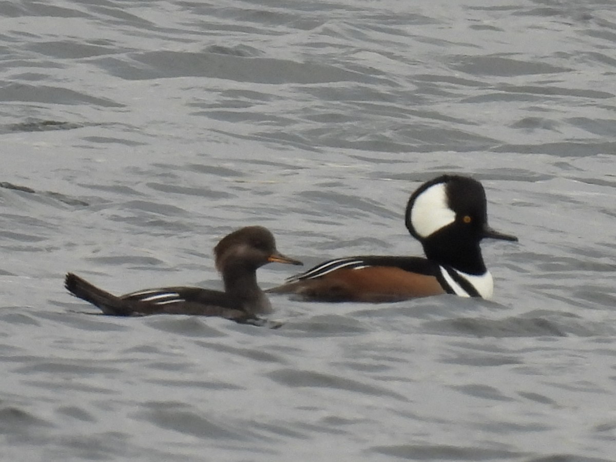 Hooded Merganser - ML643781550