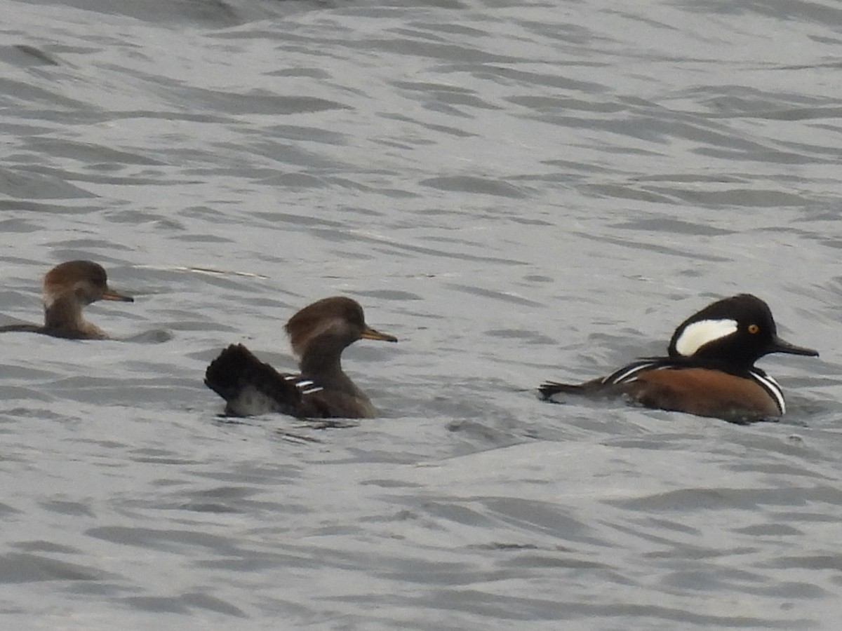 Hooded Merganser - ML643781551
