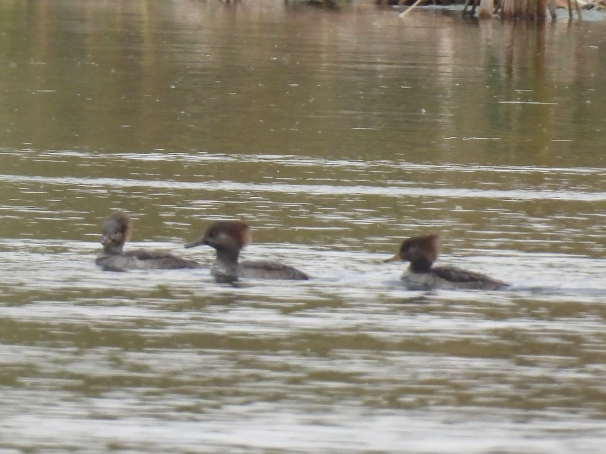Hooded Merganser - ML643781552
