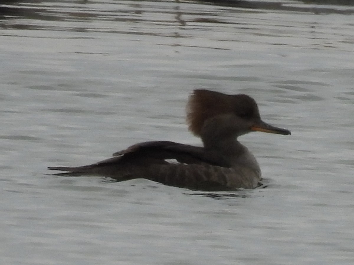 Hooded Merganser - ML643781561