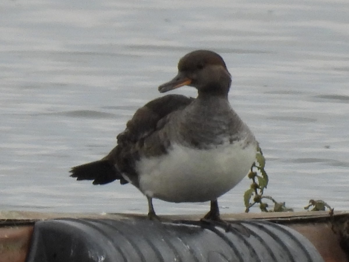 Hooded Merganser - ML643781562