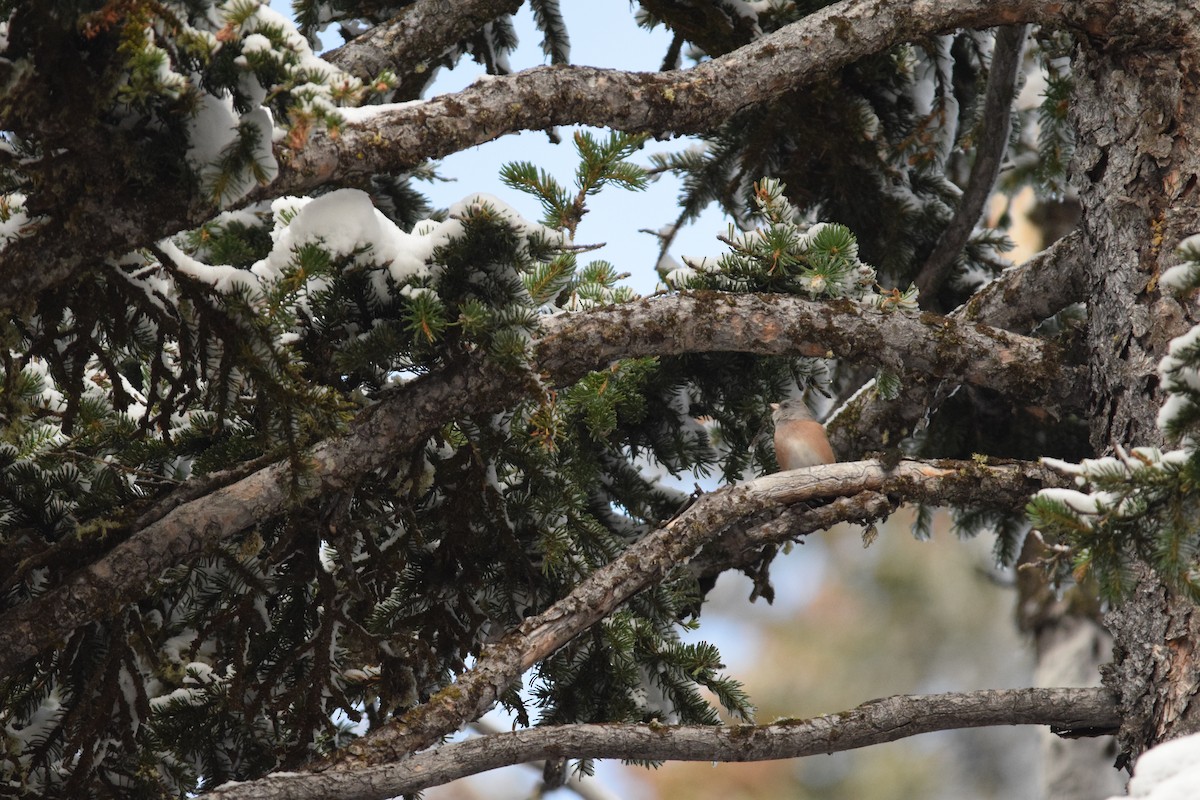 Dark-eyed Junco (Pink-sided) - ML643781564