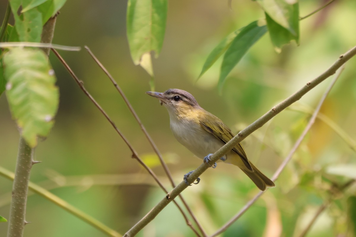 Chivi Vireo - ML643781574