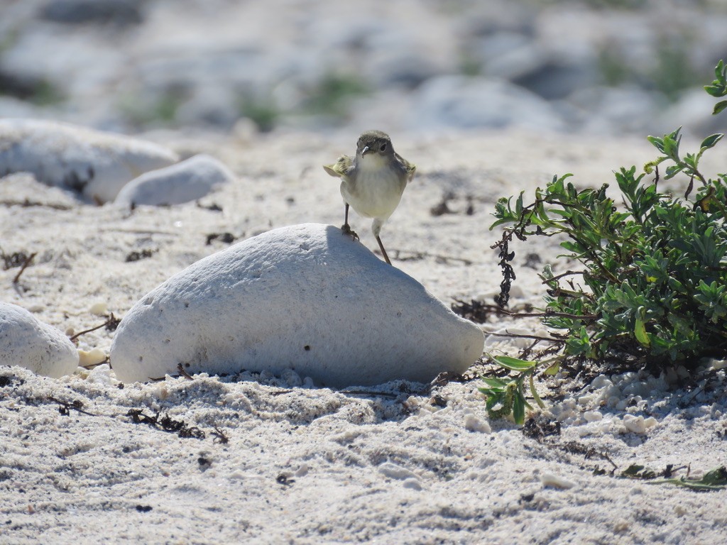 Galapagos Flycatcher - ML643781576