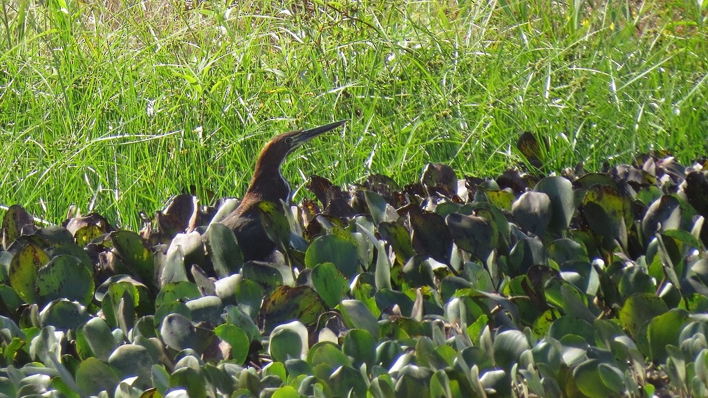 Rufescent Tiger-Heron - ML643781577