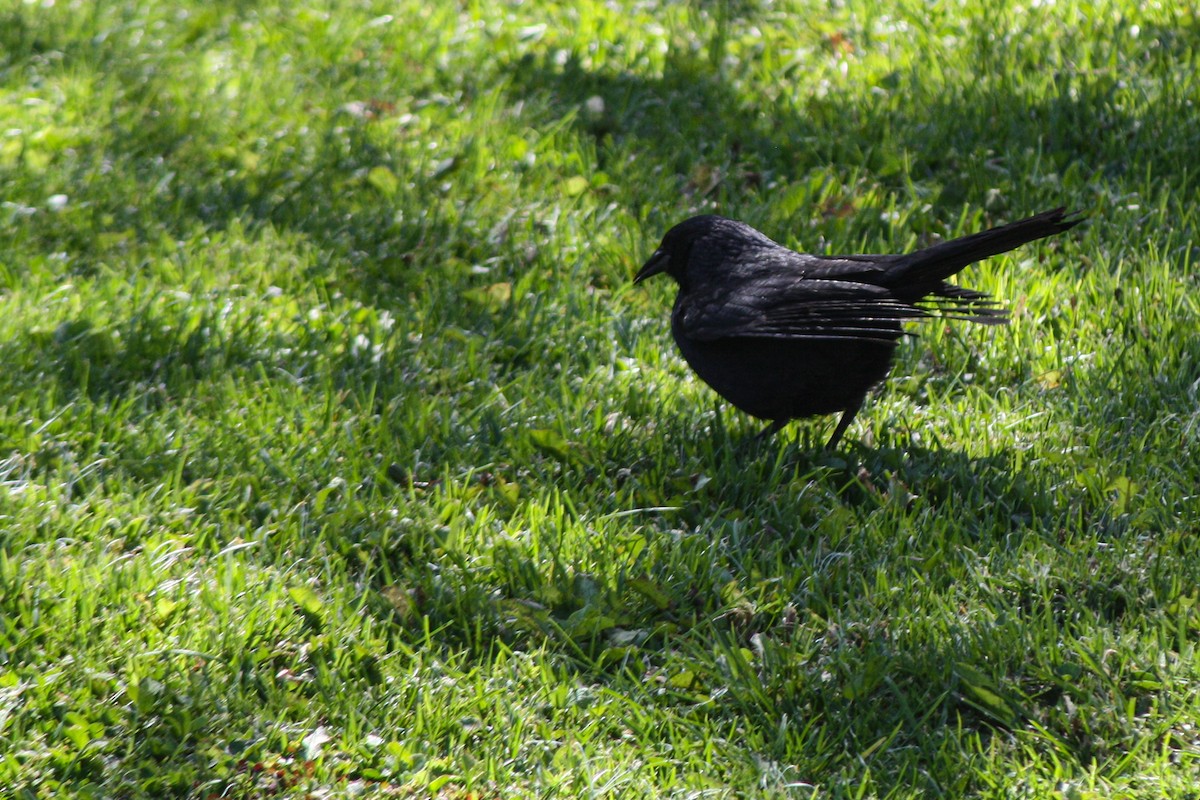 Austral Blackbird - ML643781583