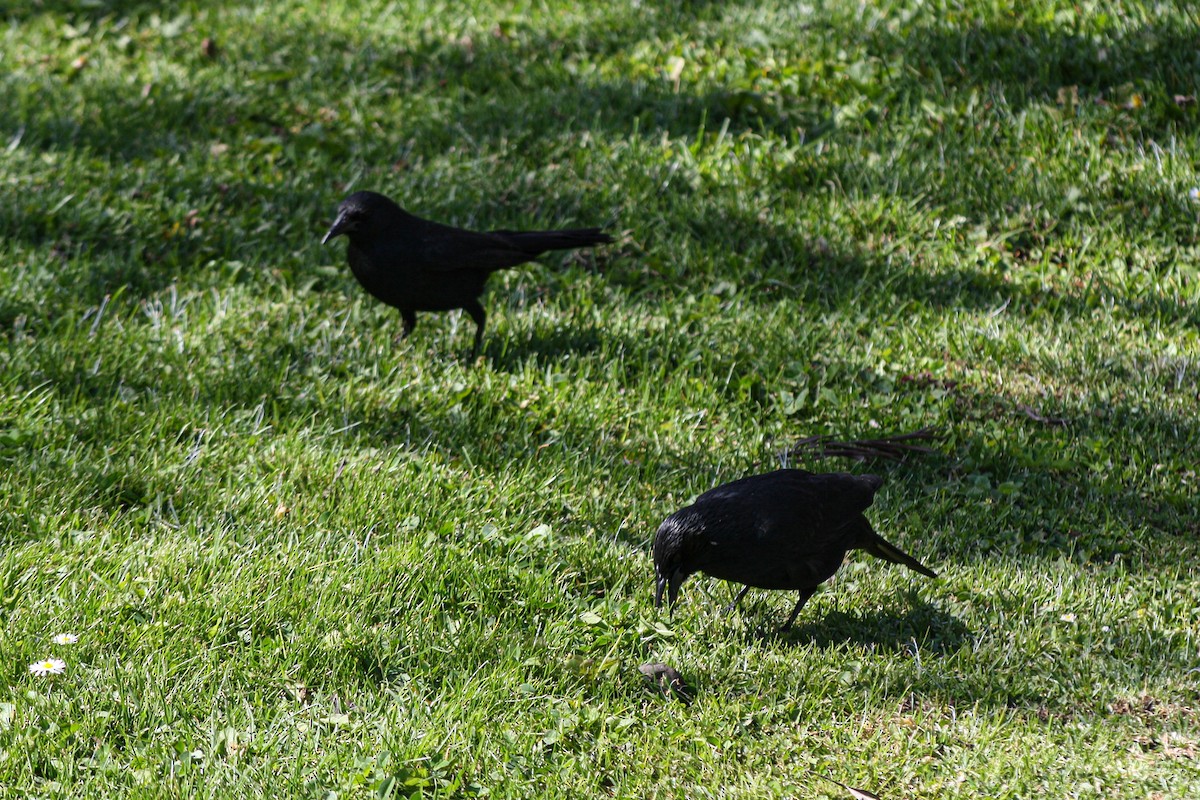 Austral Blackbird - ML643781584