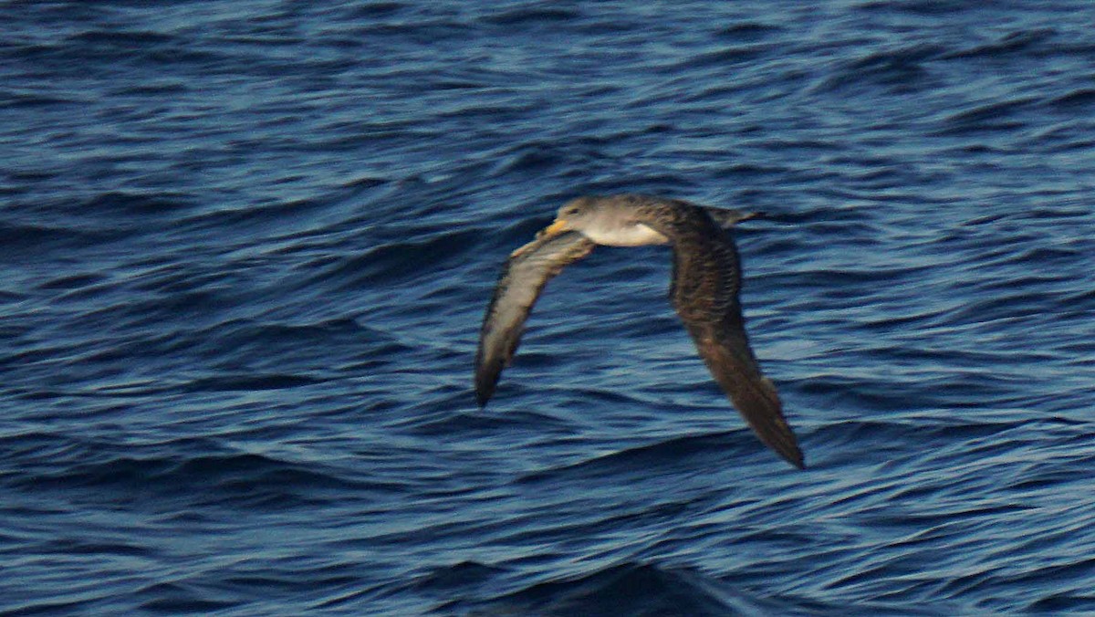 Scopoli's Shearwater - ML643781591