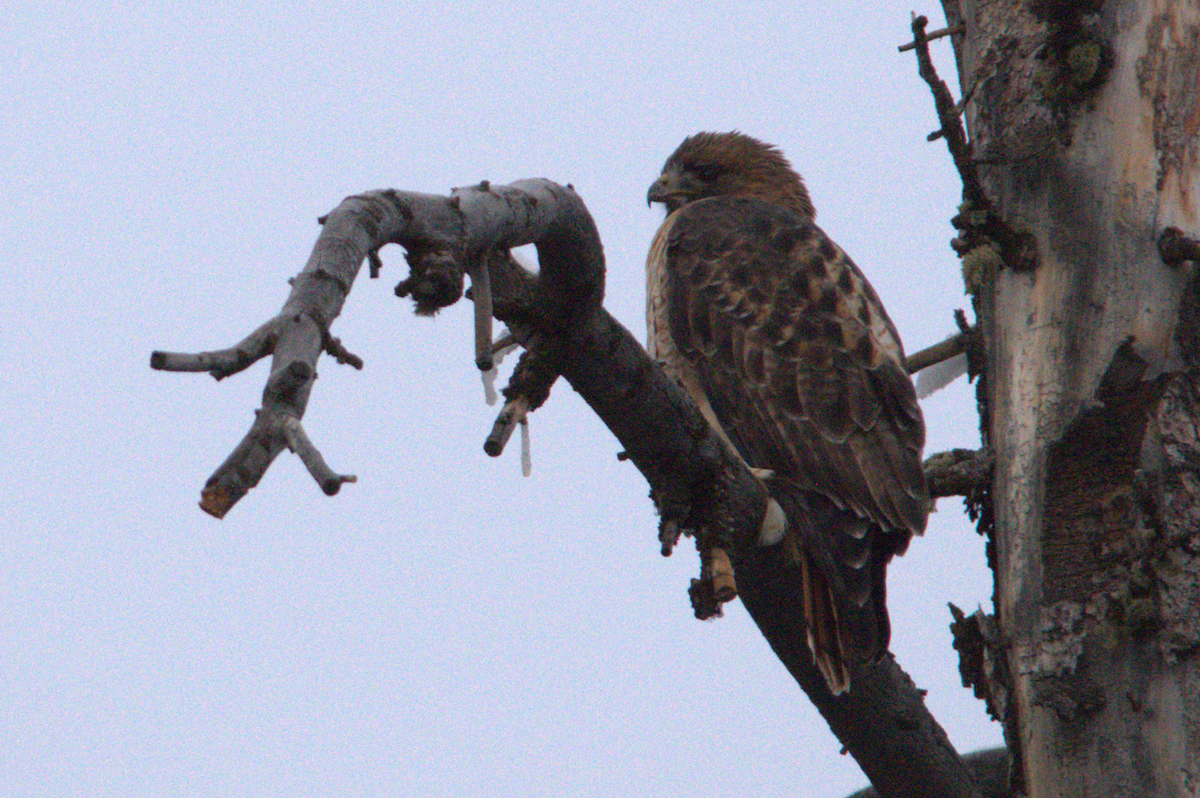 Red-tailed Hawk (calurus/alascensis) - ML643781596