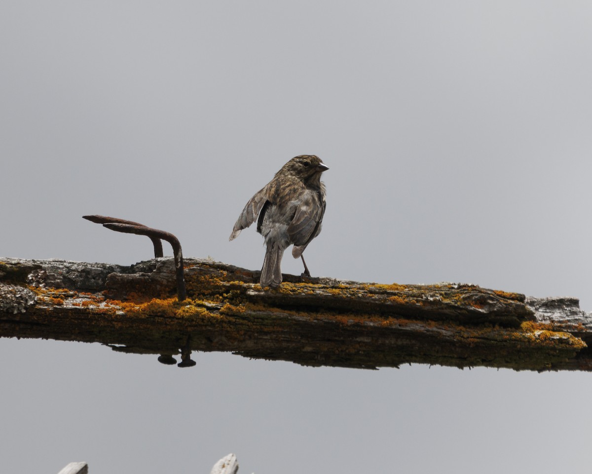 Plumbeous Sierra Finch - ML643781601