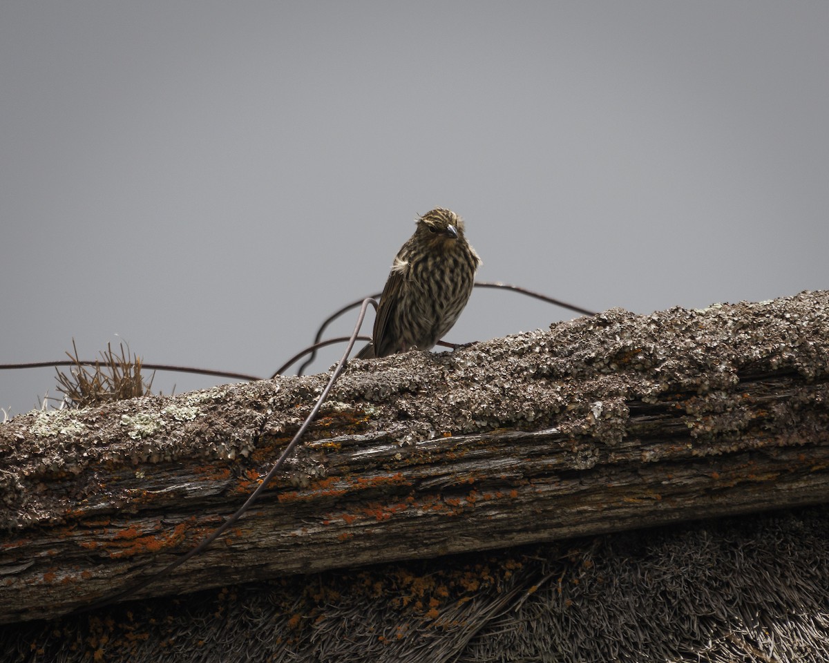 Plumbeous Sierra Finch - ML643781602