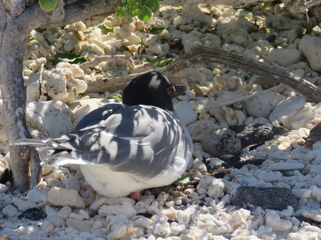Swallow-tailed Gull - ML643781607