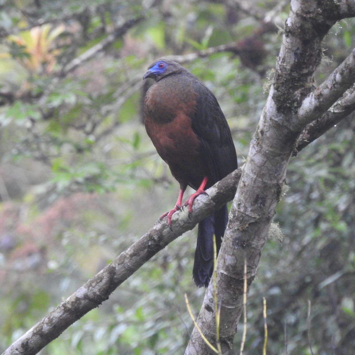 カマバネシャクケイ - ML643781616