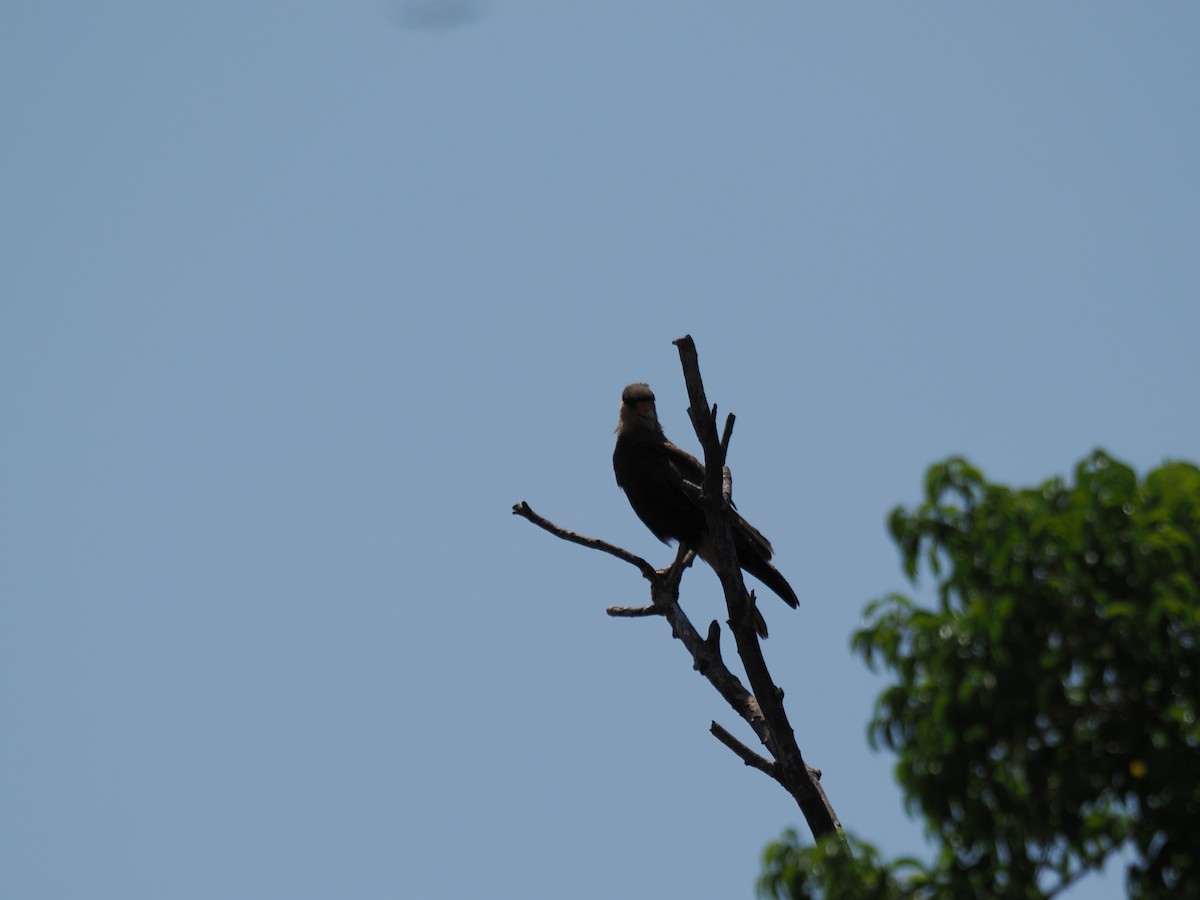 Crested Caracara - ML643781617