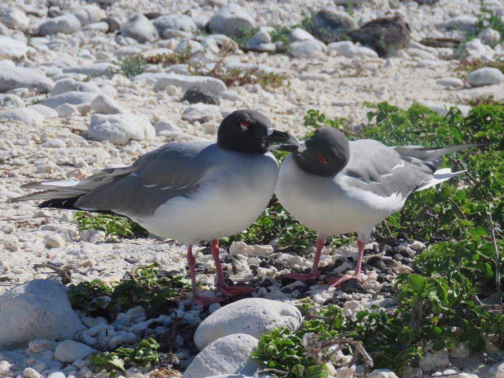 Swallow-tailed Gull - ML643781620