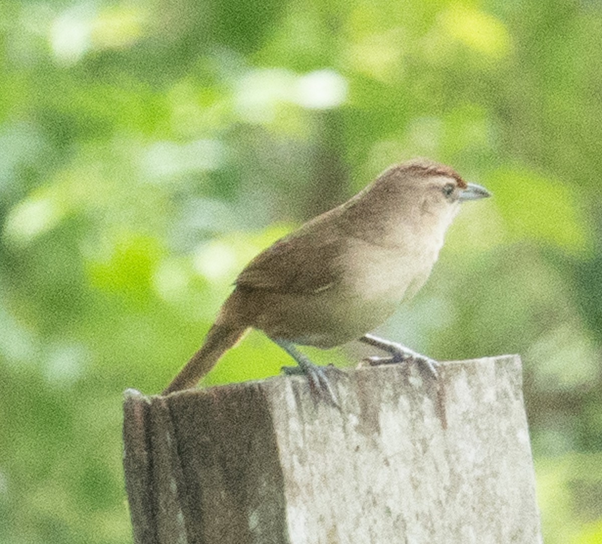 Rufous-fronted Thornbird - ML643781624