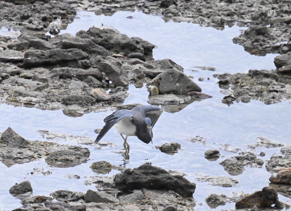 サンショクサギ - ML643781630