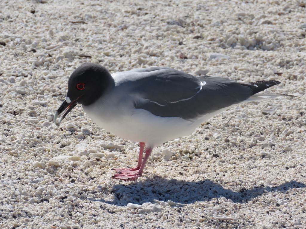 アカメカモメ - ML643781631