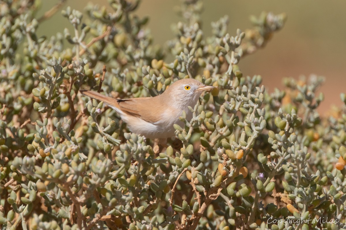 African Desert Warbler - ML643781648