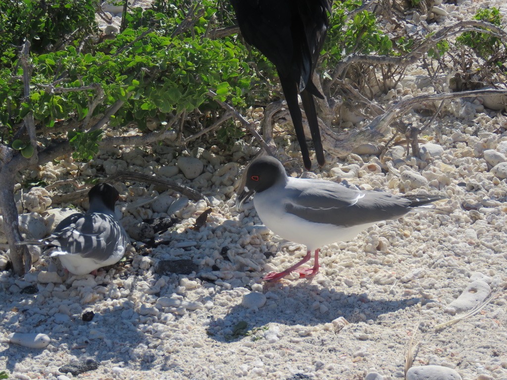 Swallow-tailed Gull - ML643781662