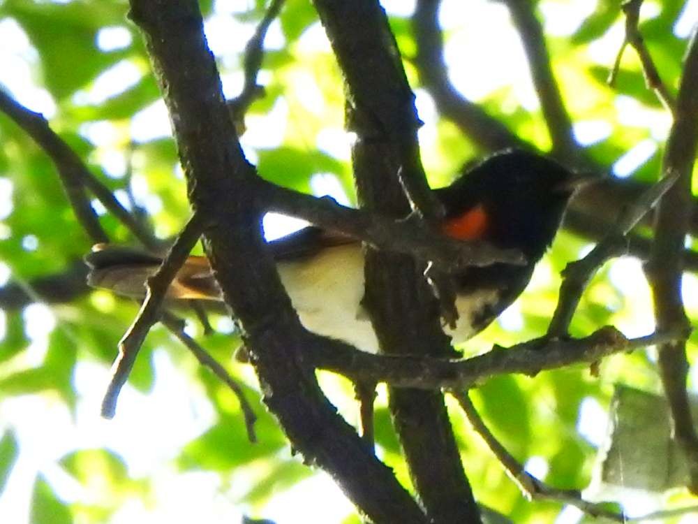 סבכון חכלילי - ML643781671