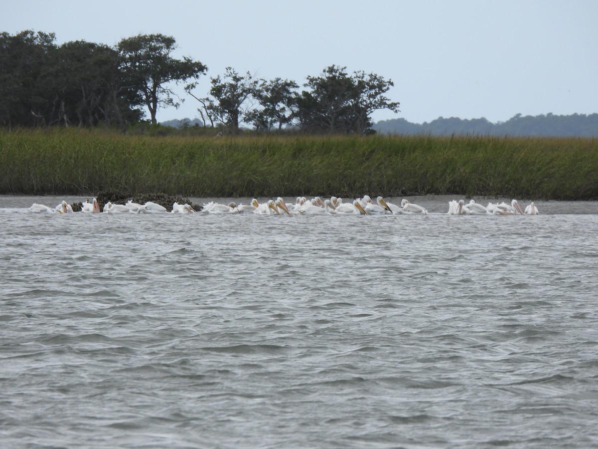 American White Pelican - ML643781675