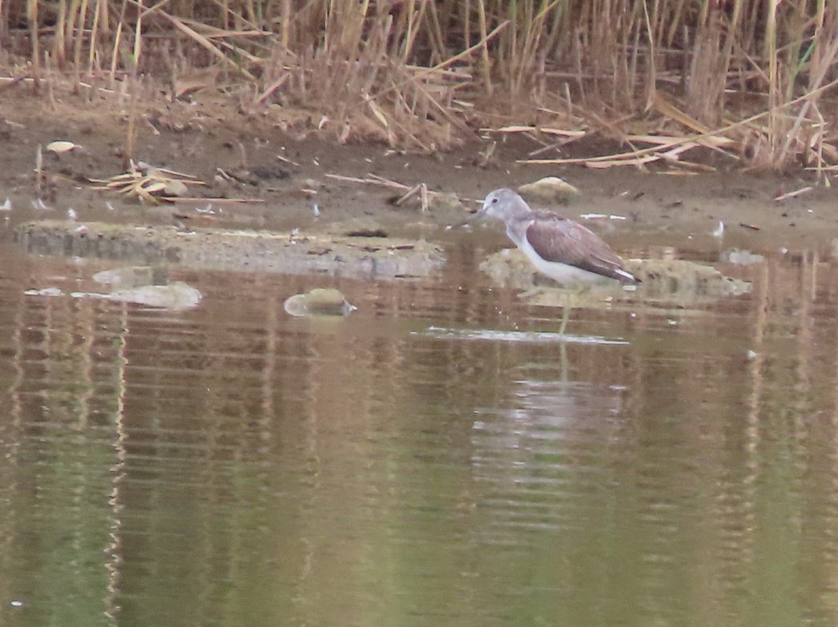 Common Greenshank - ML643781702