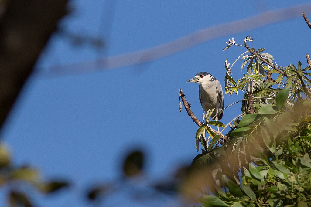 Black-crowned Night Heron - ML643781721