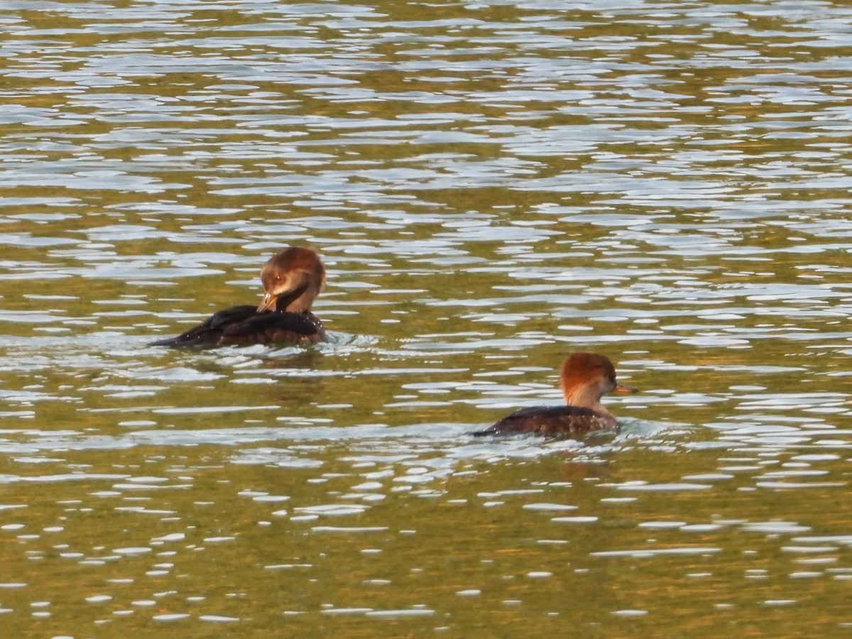 Hooded Merganser - ML643781723