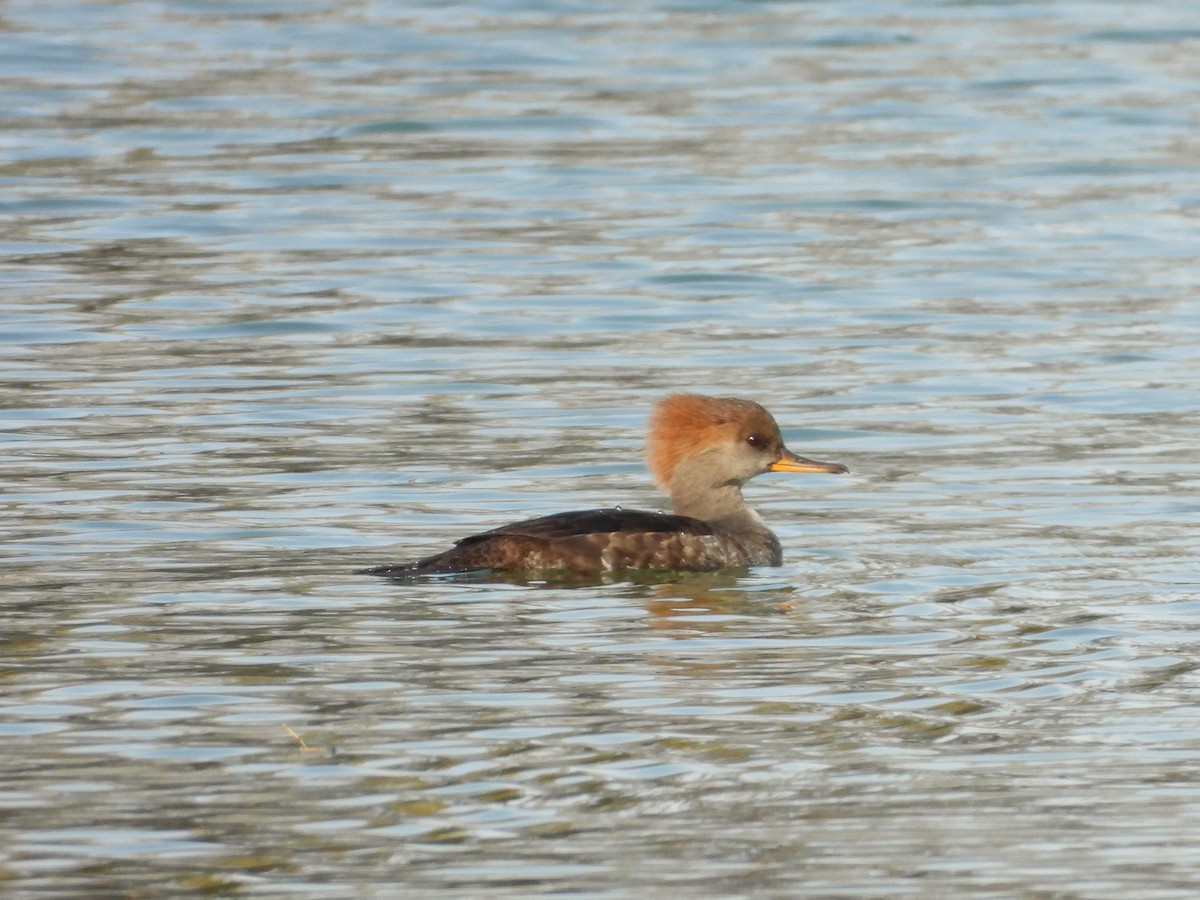 Hooded Merganser - ML643781724
