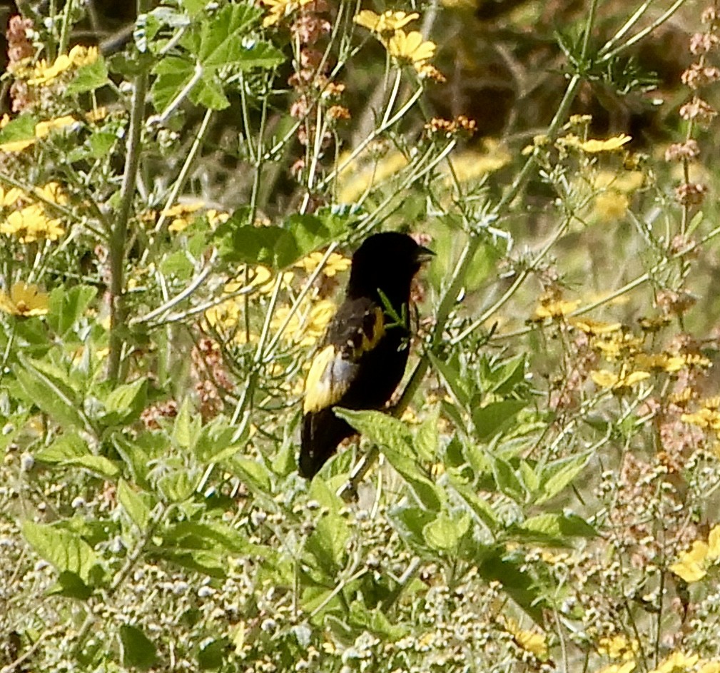 キゴシオウゴンチョウ - ML643781725