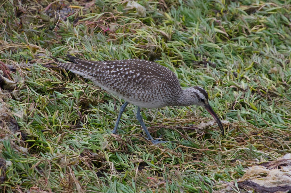 koliha hudsonská - ML643781732