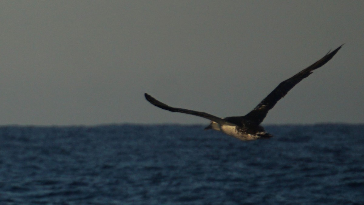 Northern Gannet - ML643781736