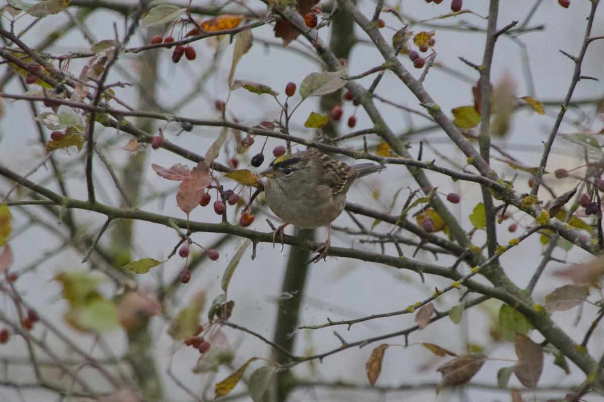 Golden-crowned Sparrow - ML643781741