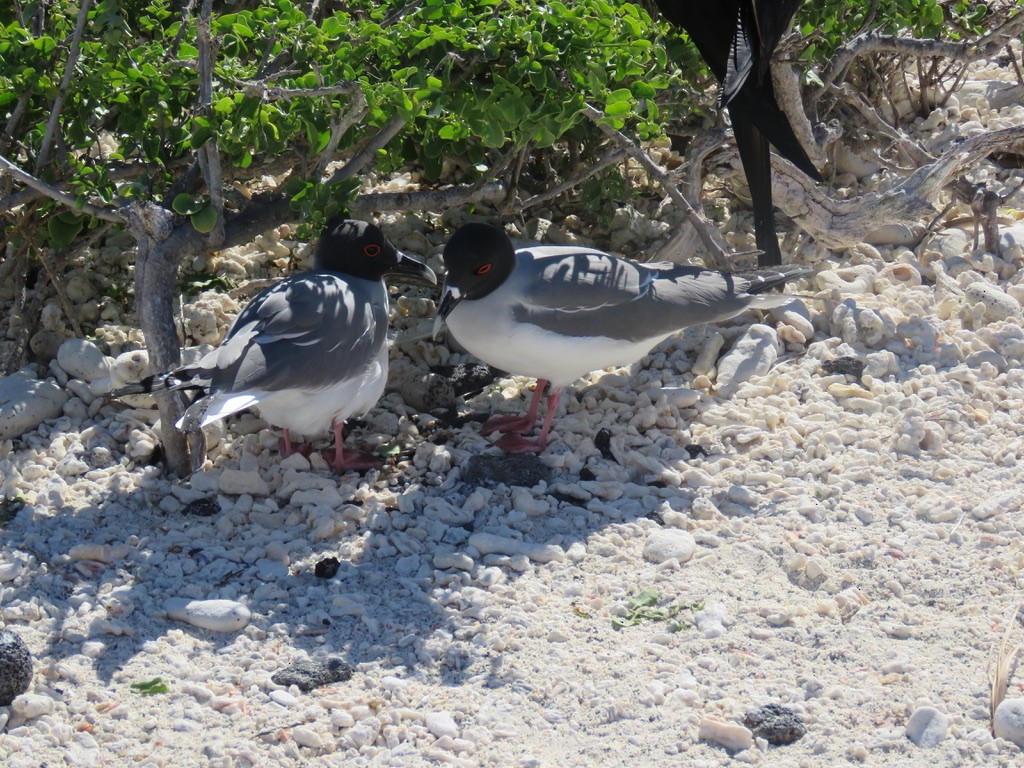 Swallow-tailed Gull - ML643781744