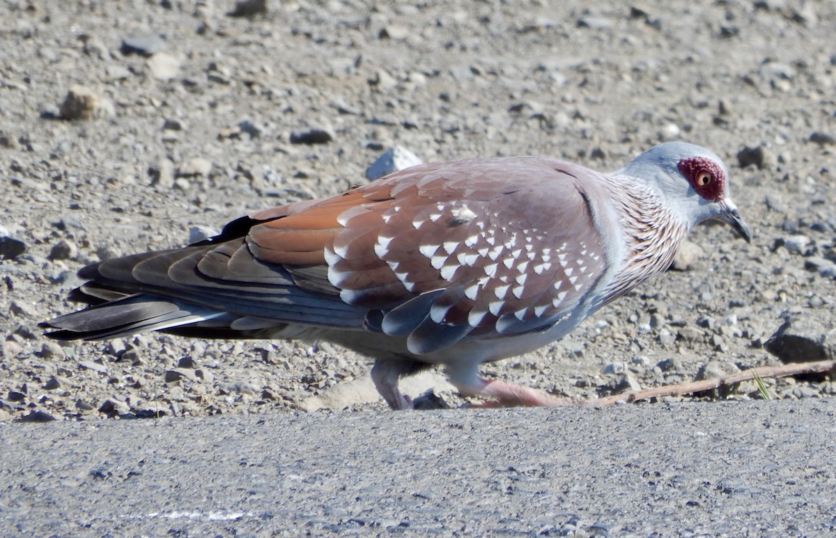 ウロコカワラバト - ML643781753