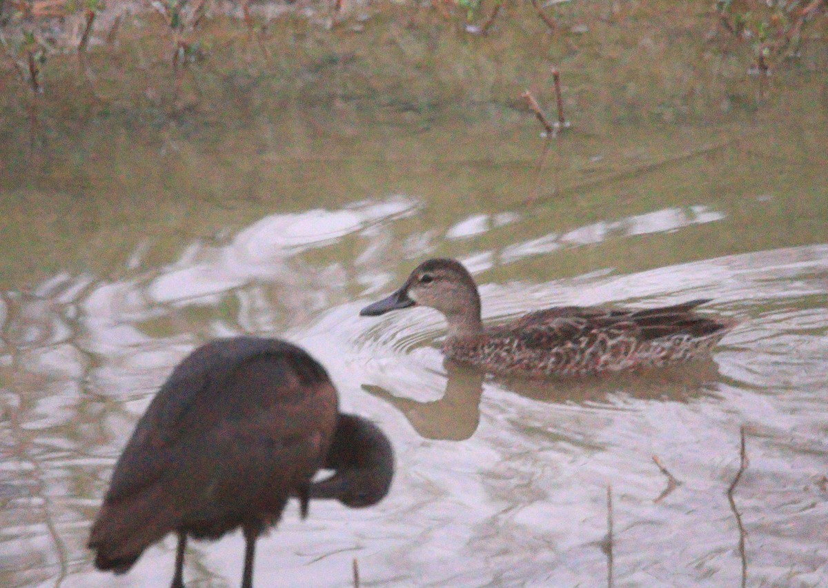 Blue-winged Teal - ML643781756