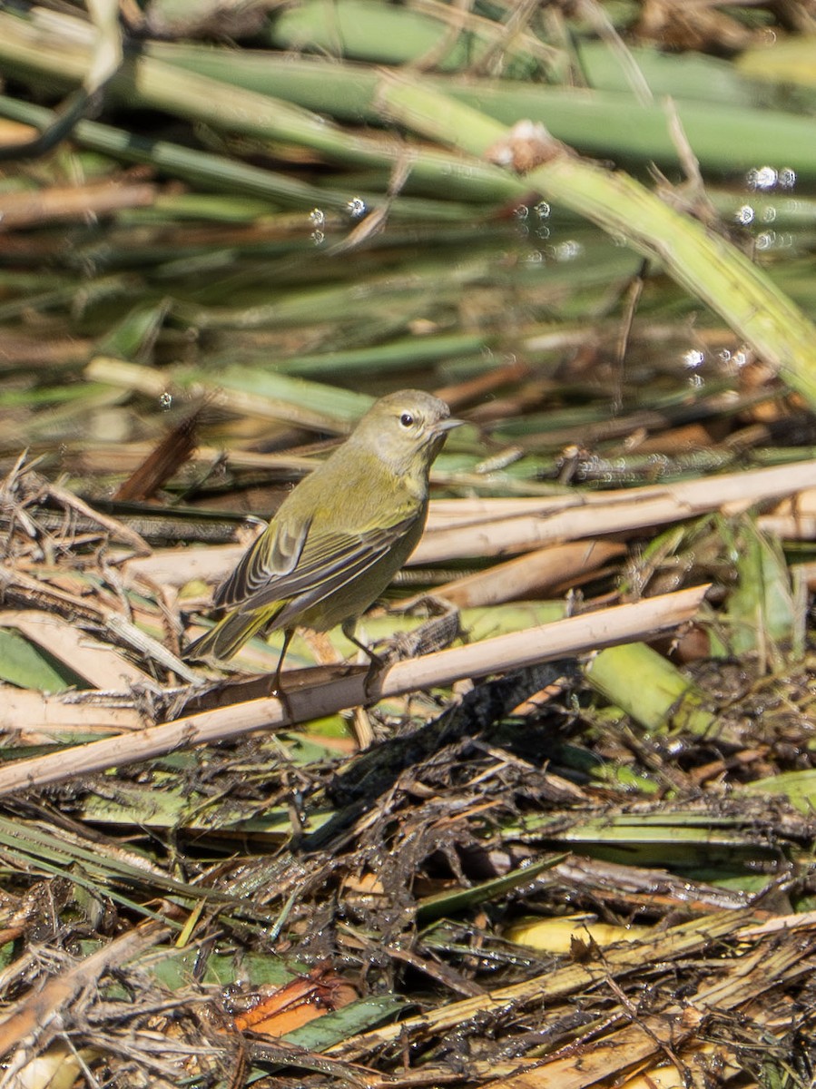 Orange-crowned Warbler - ML643781757