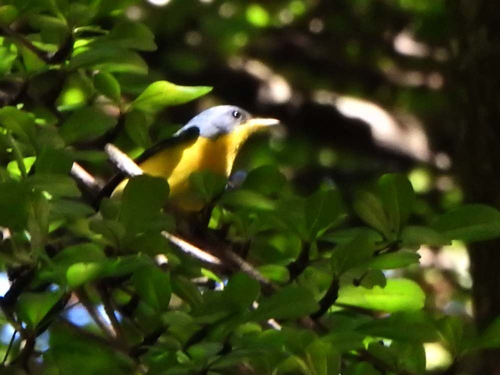 Tropical Parula - ML643781758