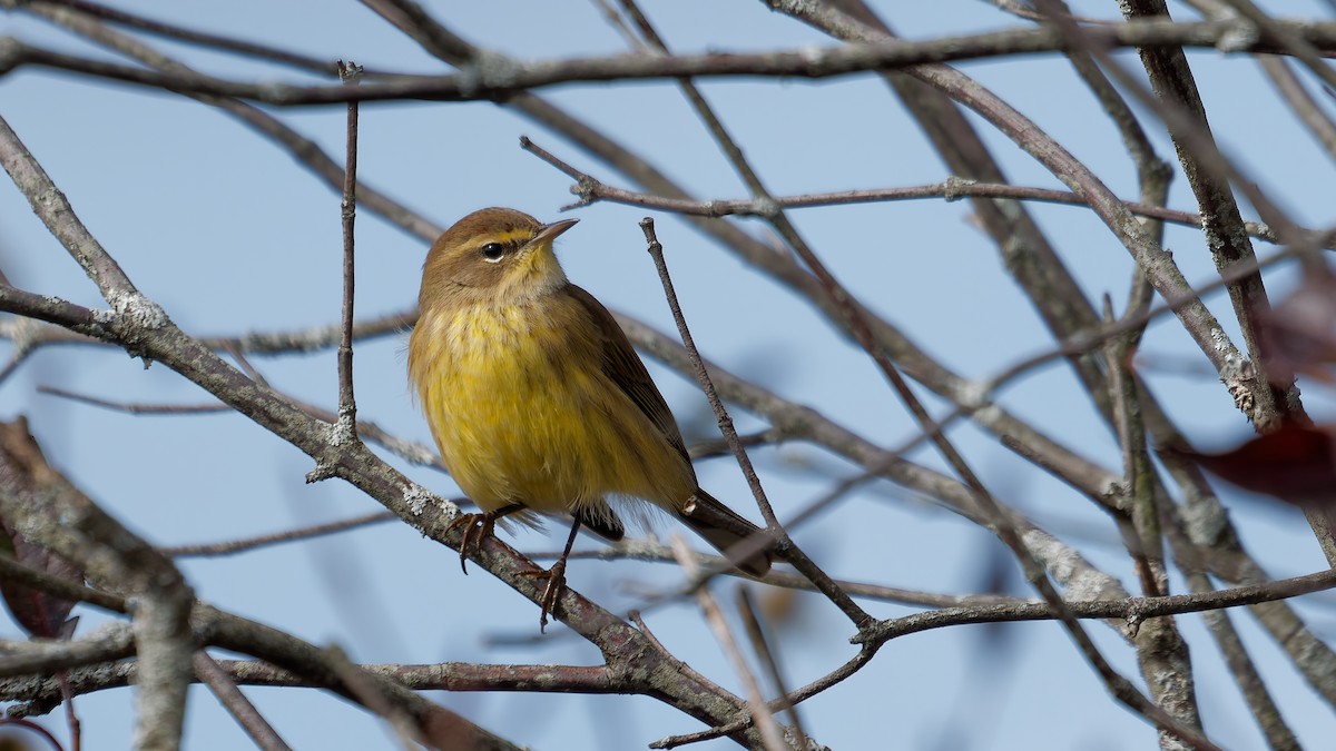 Palm Warbler - ML643781759