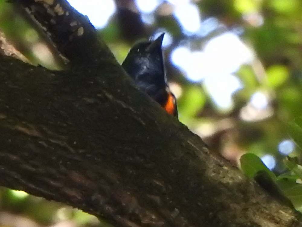 American Redstart - ML643781760