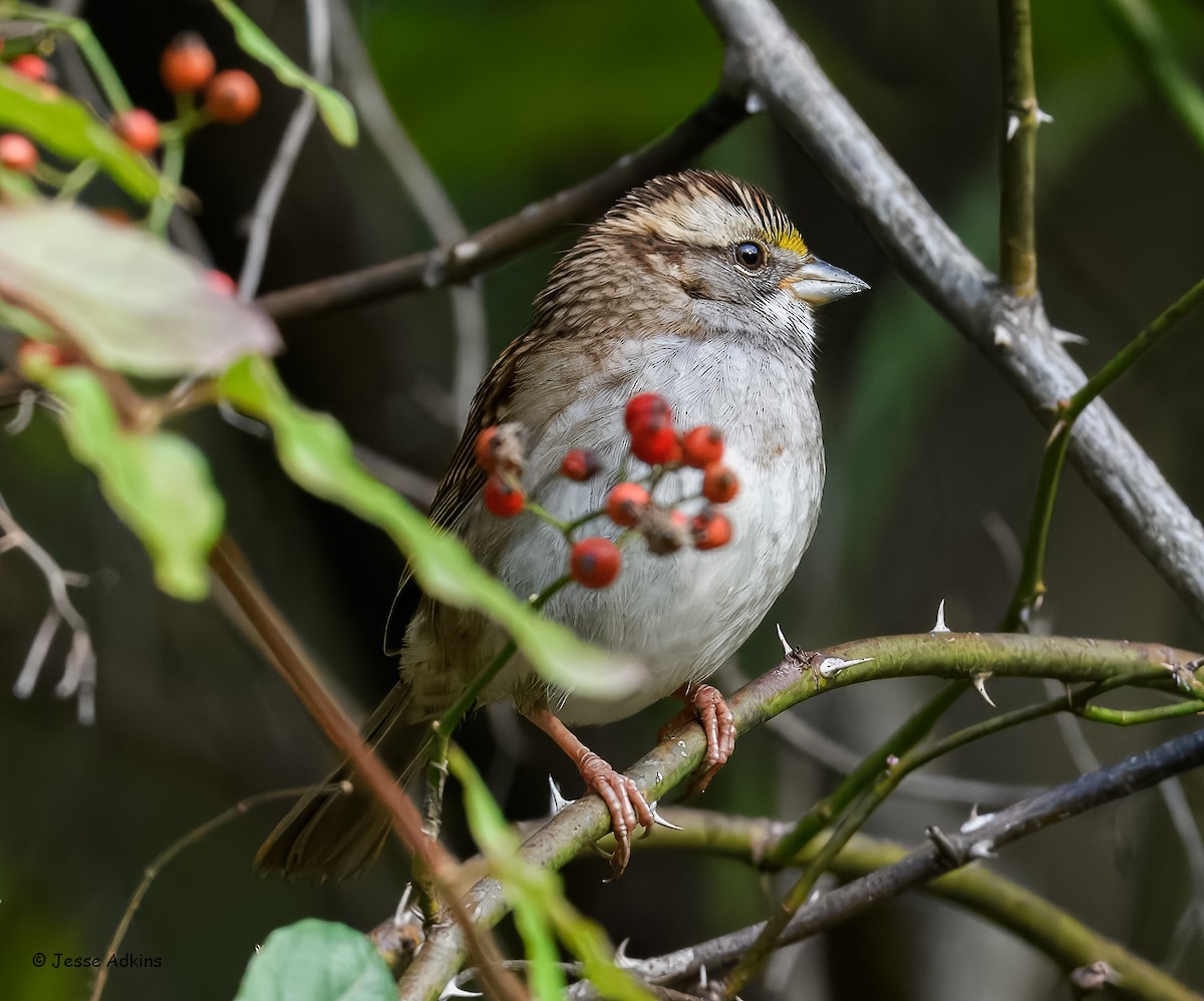 White-throated Sparrow - ML643781761
