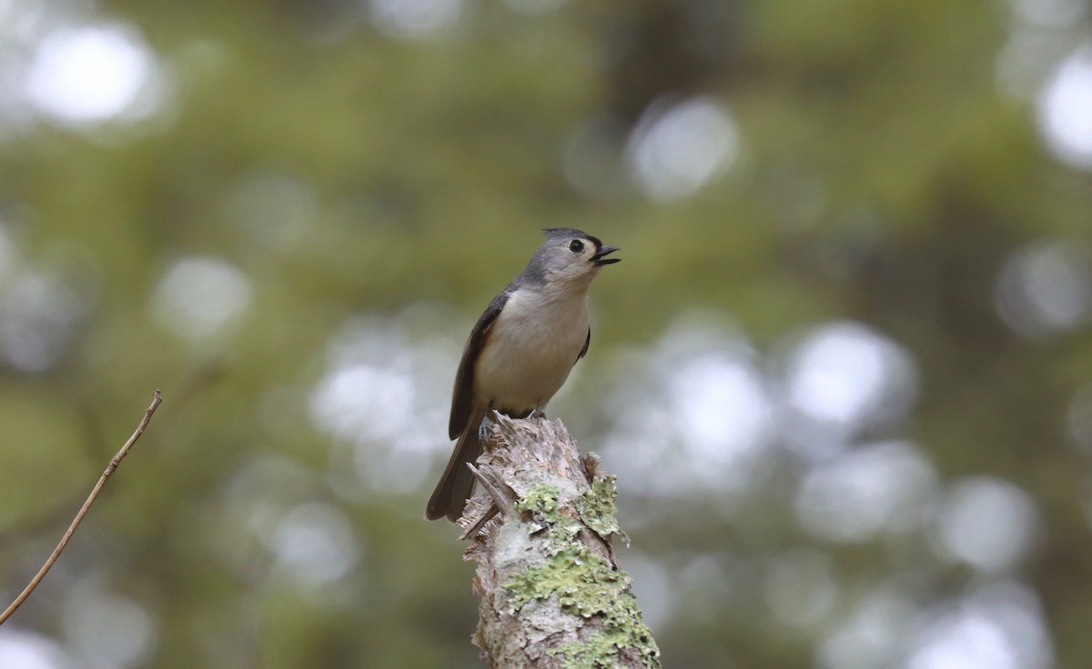 Tufted Titmouse - ML643781762