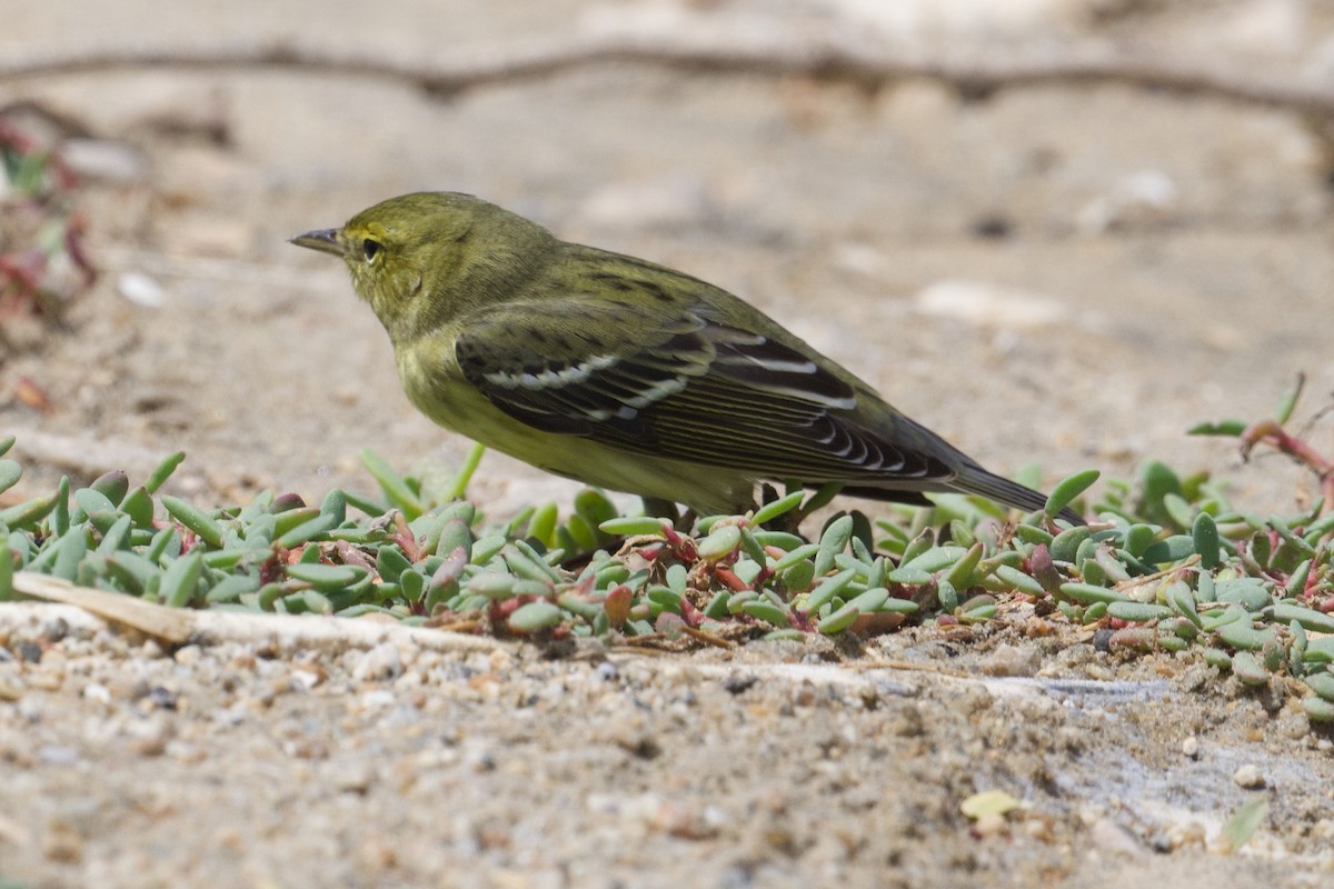 Blackpoll Warbler - ML643781763