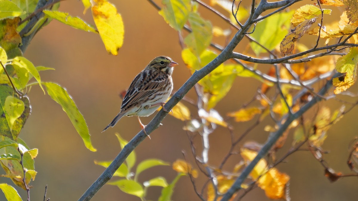 Savannah Sparrow - ML643781764