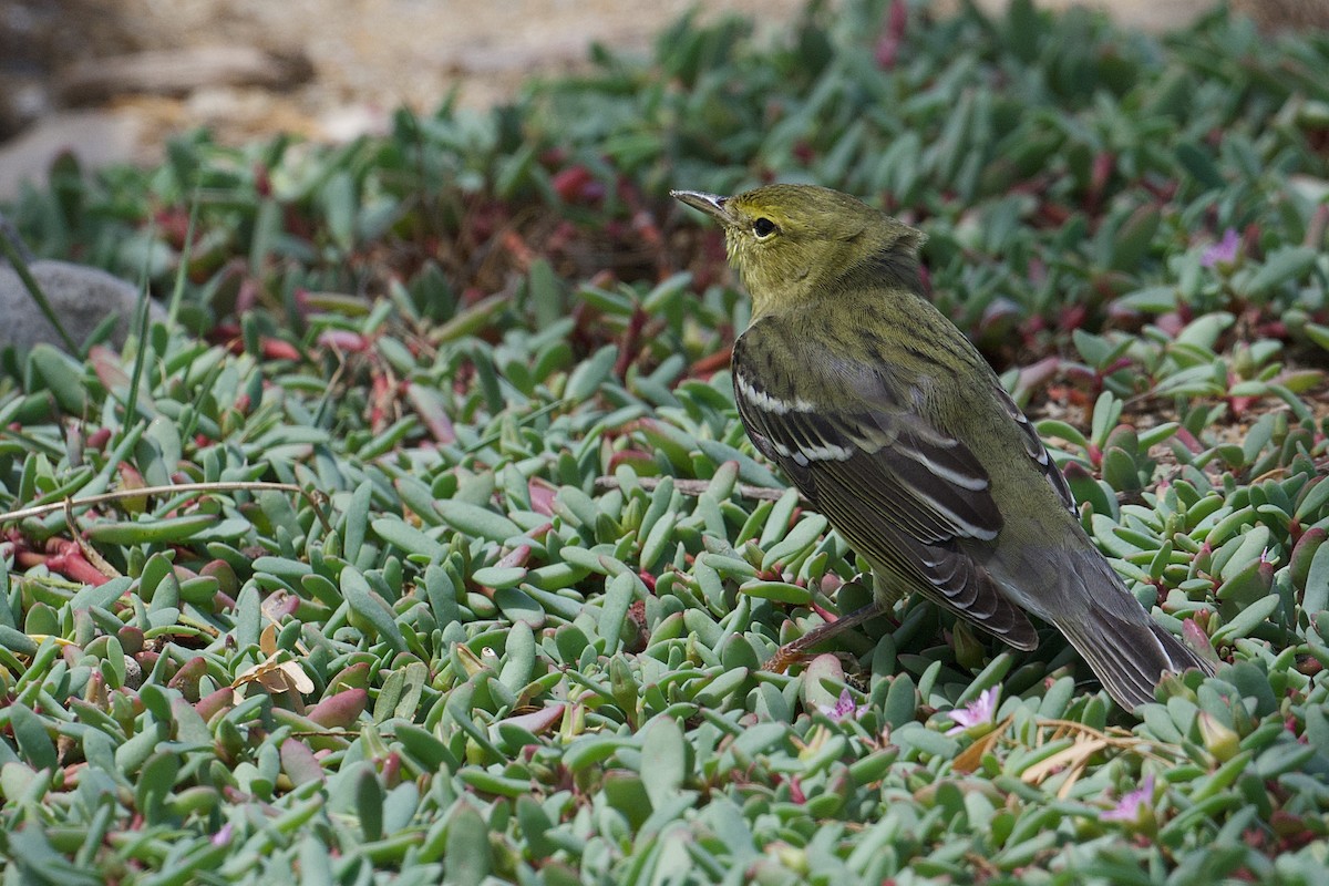 Blackpoll Warbler - ML643781765