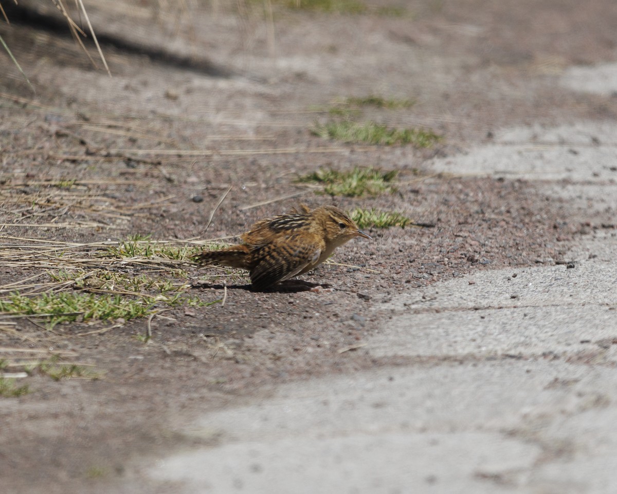 Grass Wren (Paramo) - ML643781766