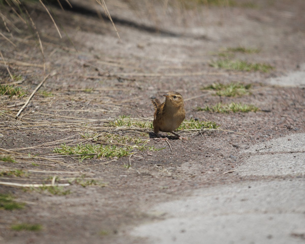 Grass Wren (Paramo) - ML643781767