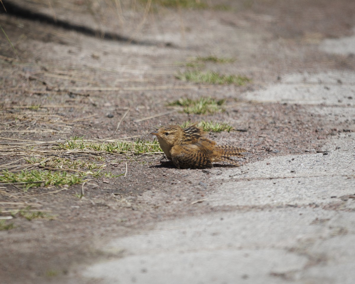 Grass Wren (Paramo) - ML643781768