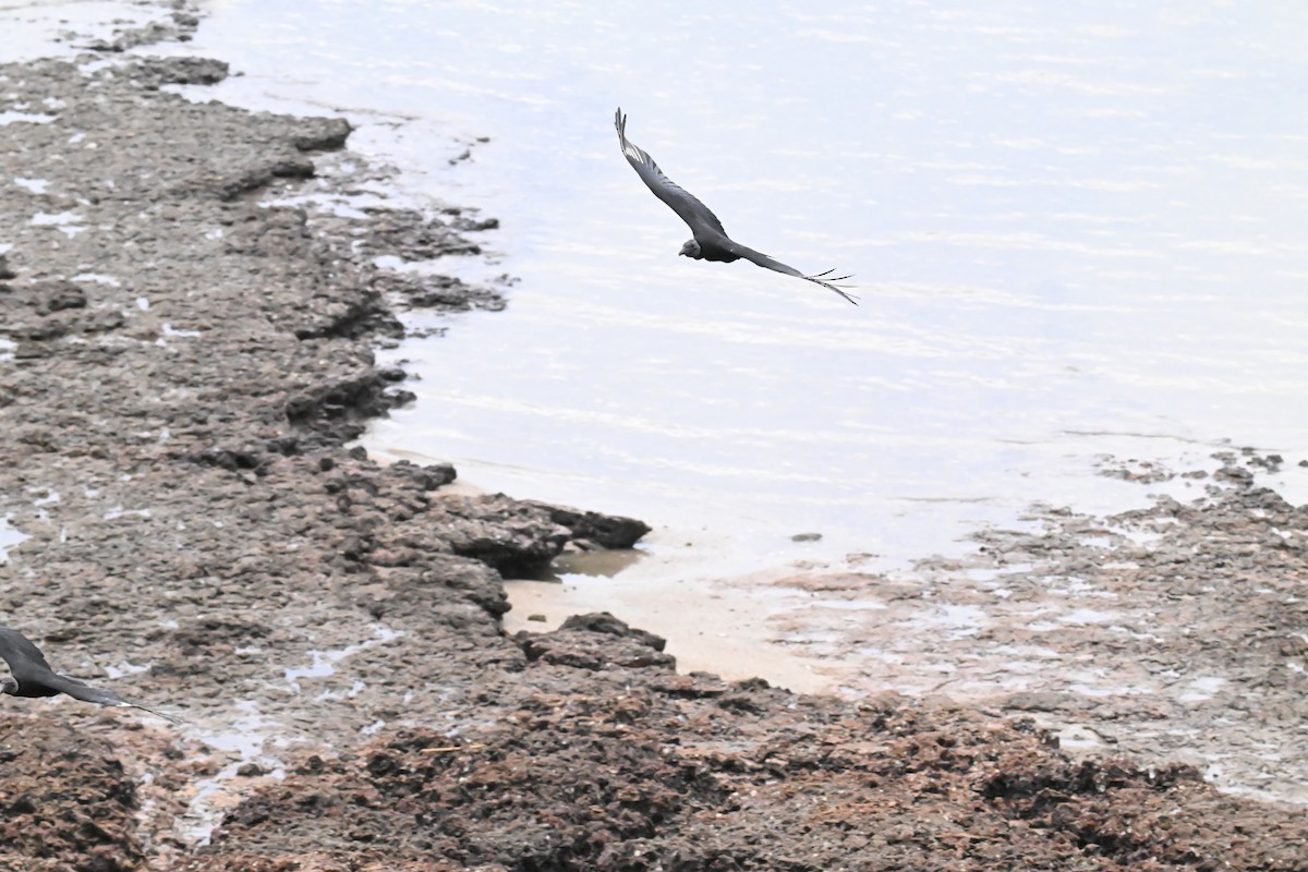 Black Vulture - ML643781769